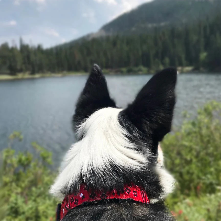 Bandana Dog Collar
