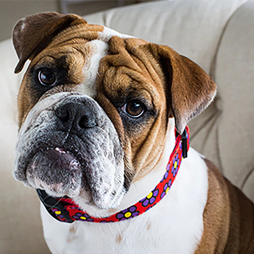 Flower Dog Collar