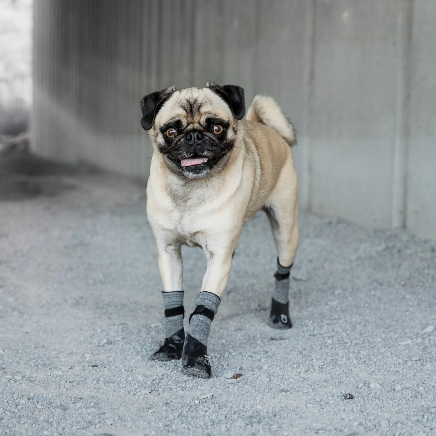 Dog Booties