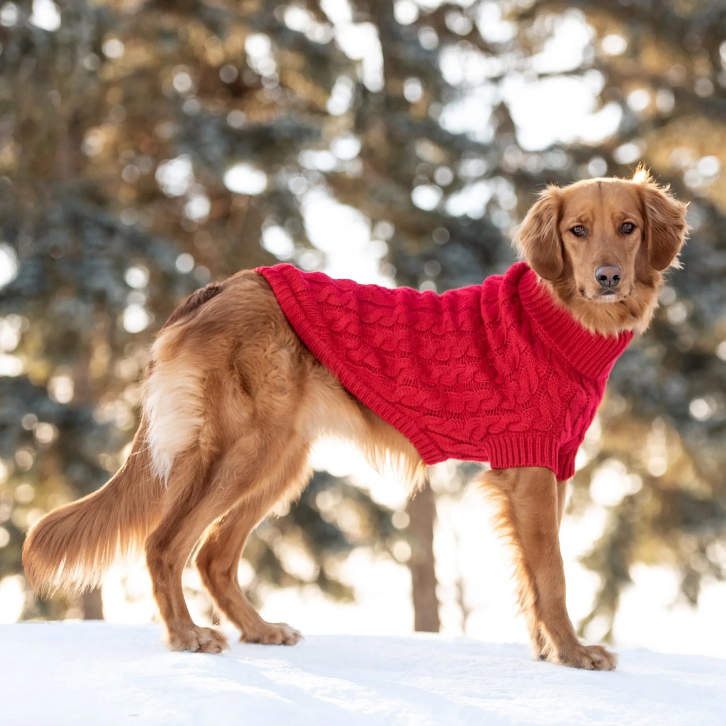 Chalet Dog Sweater