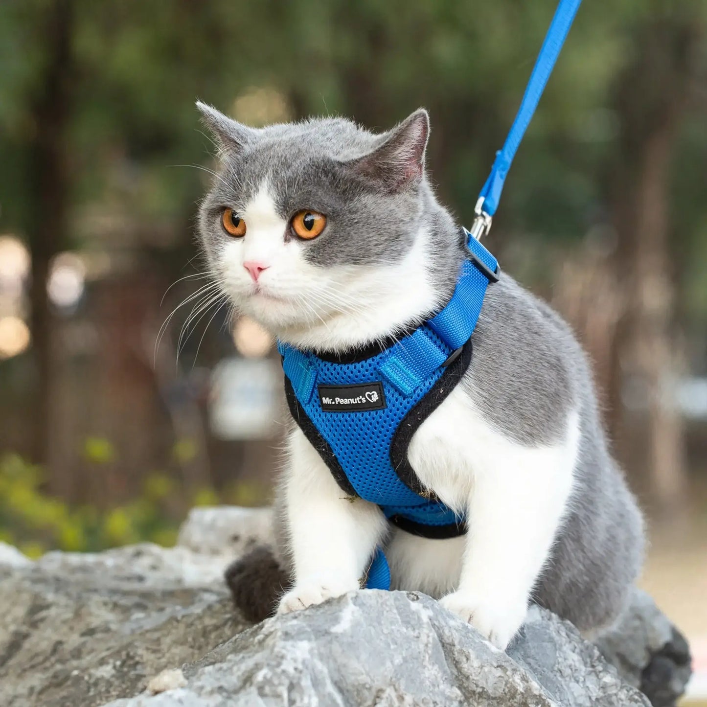 Reflective Cat Harness