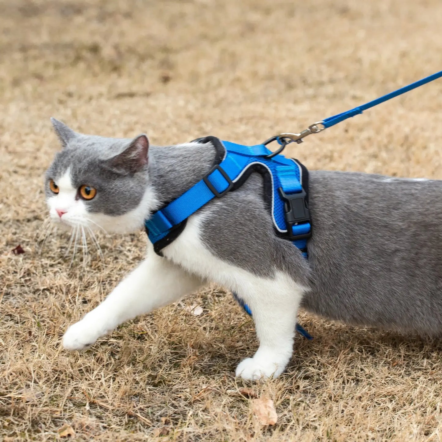 Reflective Cat Harness