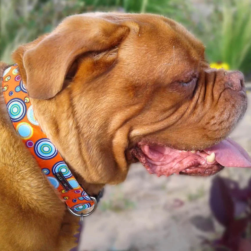Martini Dog Collar