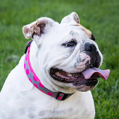 NEON Polka Dot Dog Collar