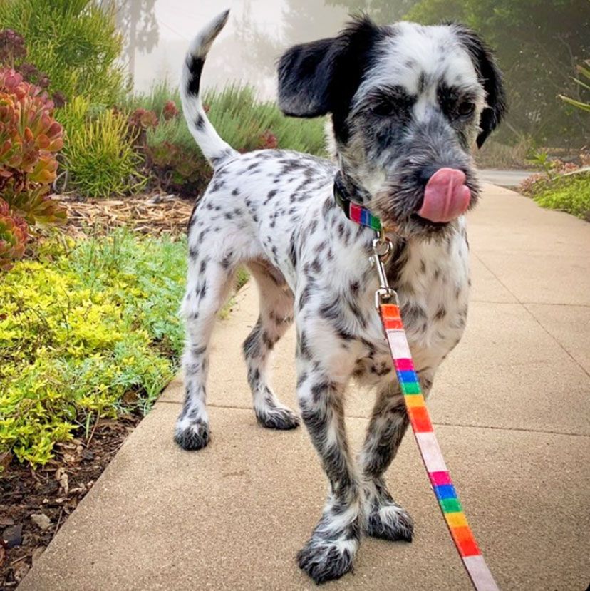 Rainbow Dog Collar