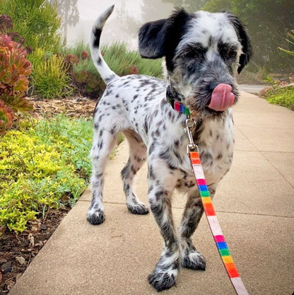 Rainbow Dog Collar