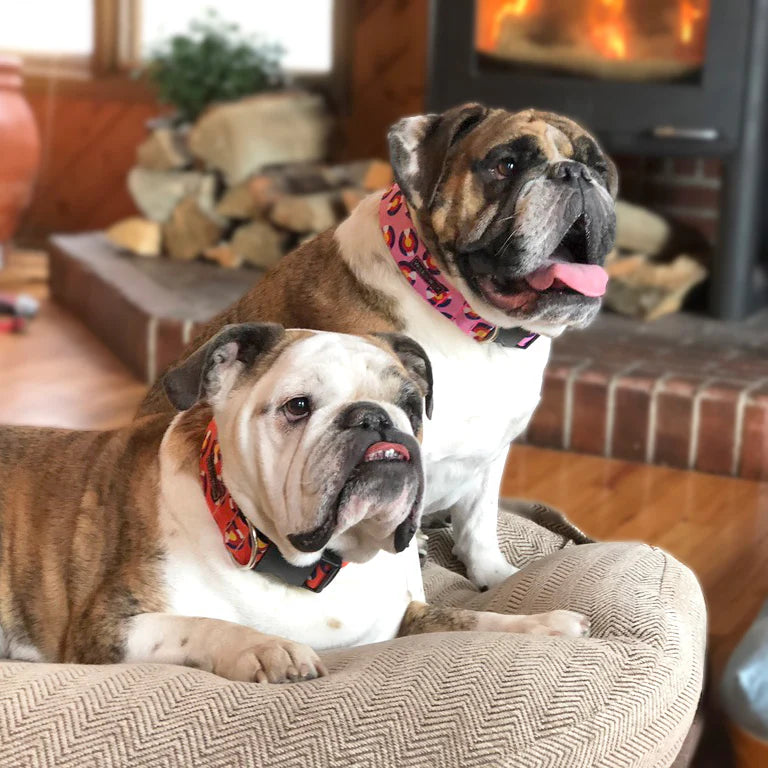 Colorado and Texas Dog Collar