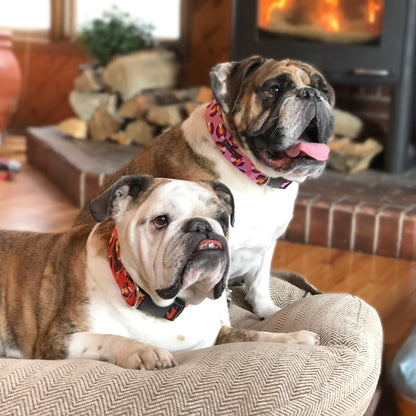 Colorado and Texas Dog Collar