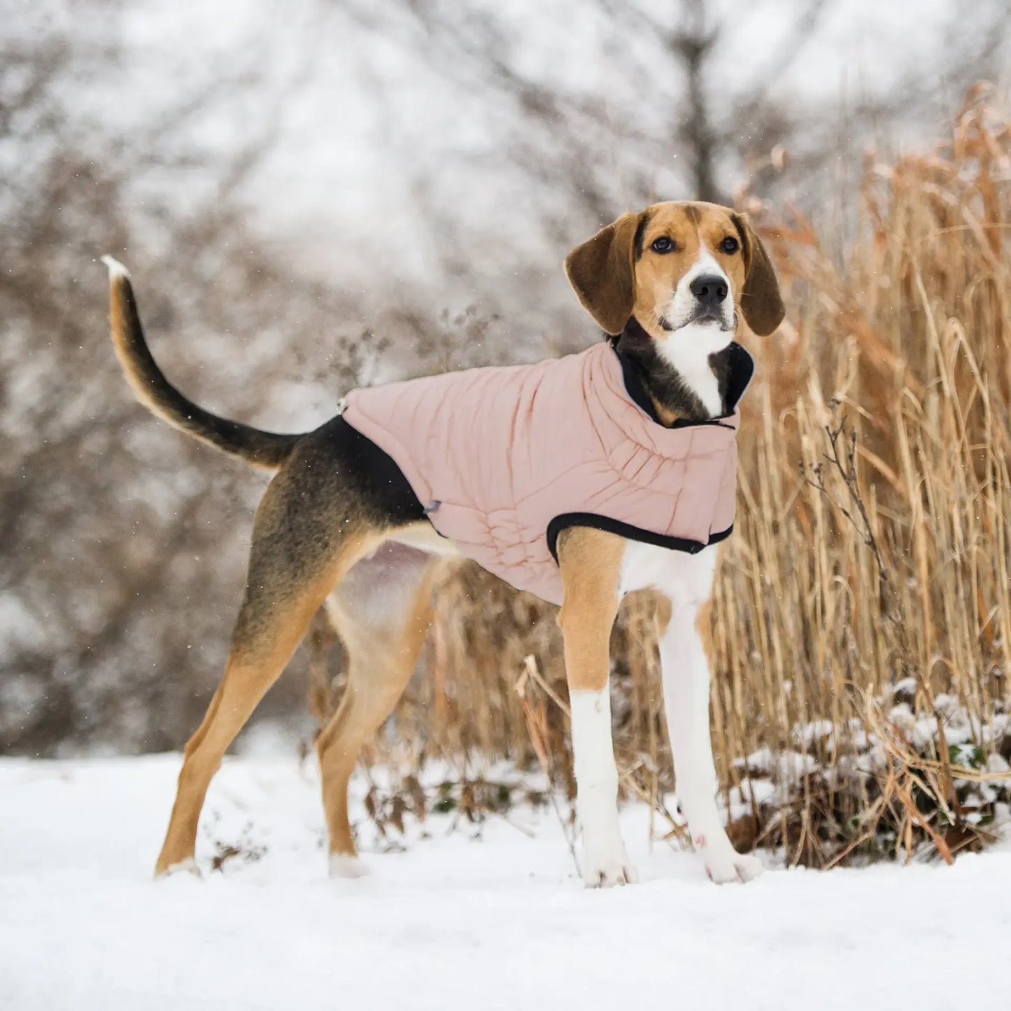Reversible Chalet Dog Jacket