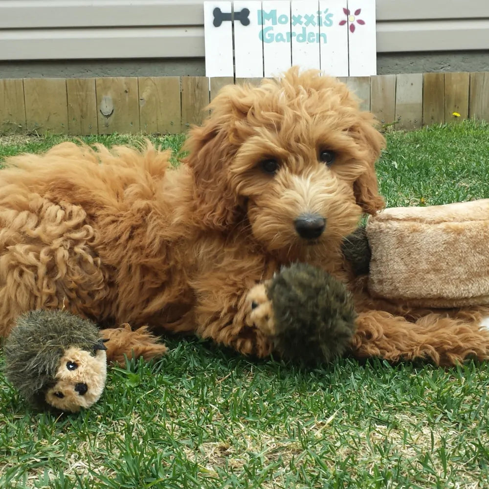 Burrow® Hedgehog Den Plush