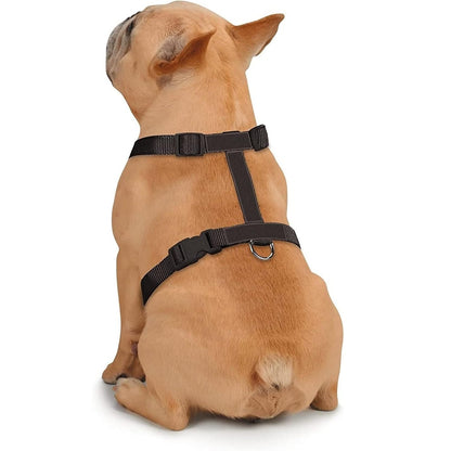 Butterfly Glow Harness